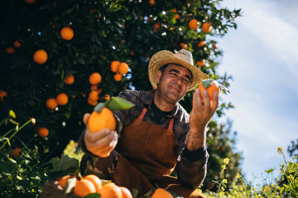 Farmer holding fresh oranges and checking them for illness and growth in orange trees orchard